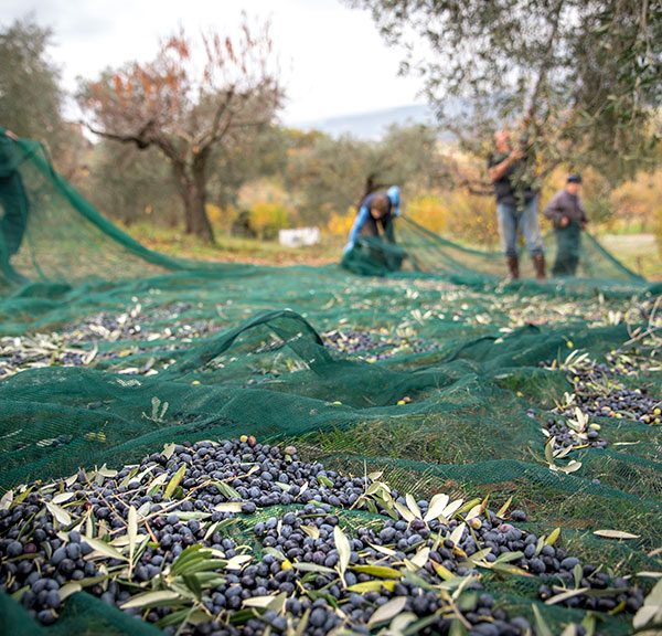 Lesiones recogida de la aceituna
