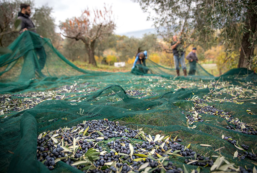 Lesiones recogida de la aceituna